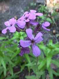 Pretty Purple Flowers...