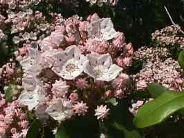 Laurel, somewhat after the blooming.