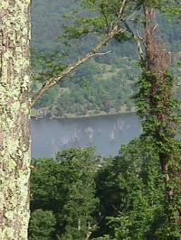 Dead trees in the distance...